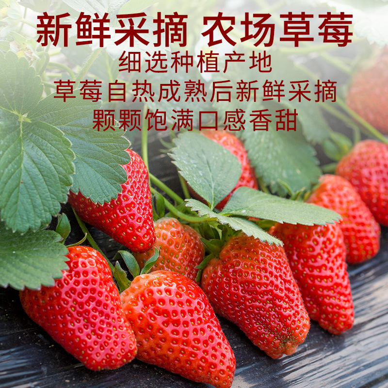 Blueberry Jam, Strawberry Jam Combination, Large Chunk Jam, Bread Toast Jam, Osmanthus with Honey, Sweet, Whole Box Wholesale