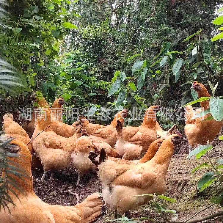 Factory Direct Sales of Yellow-Feathered Black-Bone Chicken Live Chicks, Native Chicken Seedlings, Hens, Rural Free-Range Mountain Chickens, Easy to Live and Easy to Raise