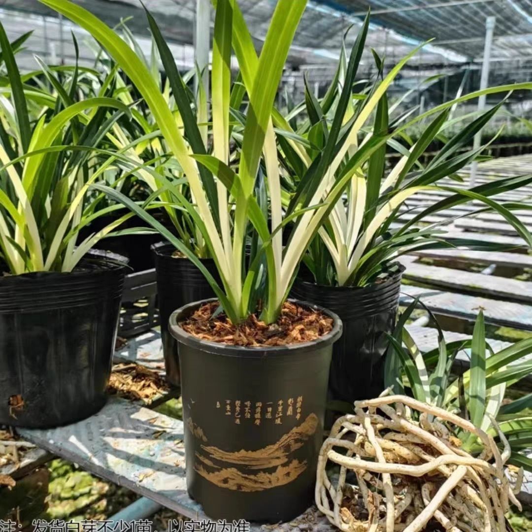 White Jade Phoenix Flower Special Fragrance Indoor Potted Orchid