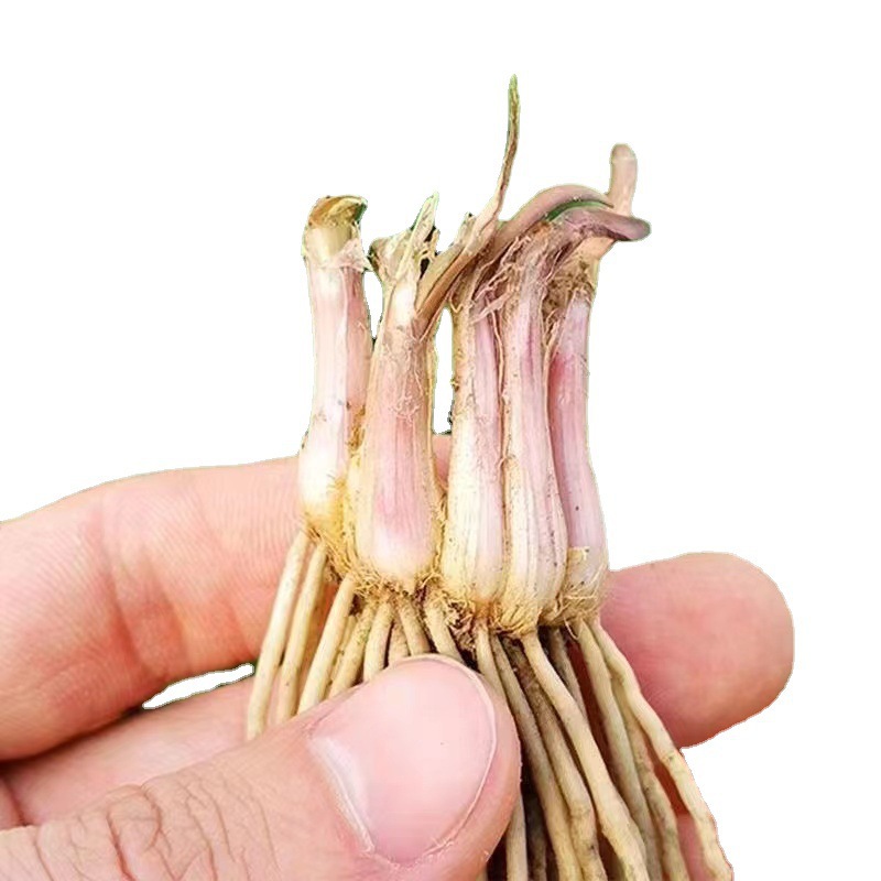 Freshly Dug Leek Root Seedlings for Year-Round Balcony Planting, New Leek Root Green Plant with Purple-Red Roots, New Leek Root Indoor Purple Root