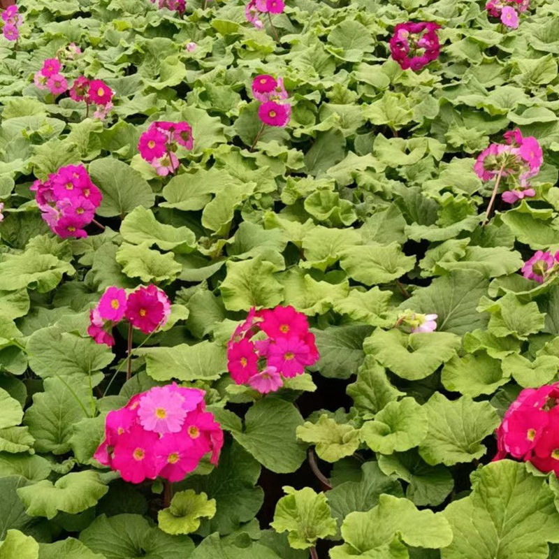 Large-Flowered Primroses, Seasonal Flower Mirror Flower Bed Flower Box Plants, Chengdu Garden Potted Plants, Flower Border Ground Cover Plants
