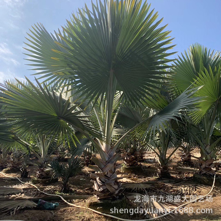 Wholesale Fujian Palm Banyan Base Guangdong Banyan Price Sichuan Transplanted Banyan Offer