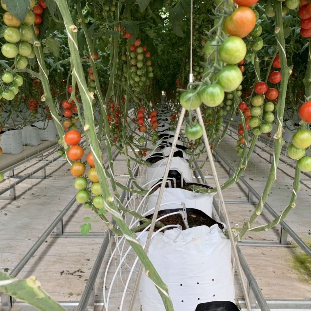 Black and White Planting Bags Wholesale Tomato Planting Bags Substrate Cultivation Bags Soilless Cultivation Factory Direct Sales