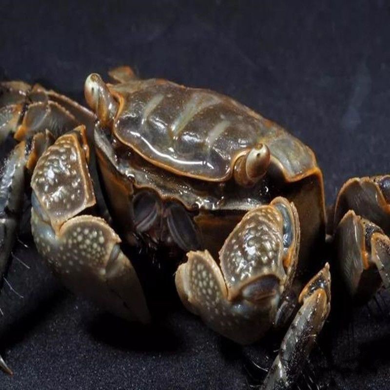 Crab, Chili Crab, General Crab, Ornamental Crab, Large Size, Cleaning, Algae Removal, Freshwater Crab, Ornamental Pet Desktop