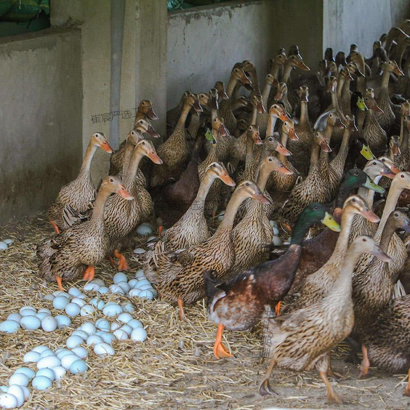 Only Large-Sized Mallard Live Ducklings, High-Yielding Egg-Laying Ducklings, Fast-Growing Varieties, Complete Vaccines, Free Shipping