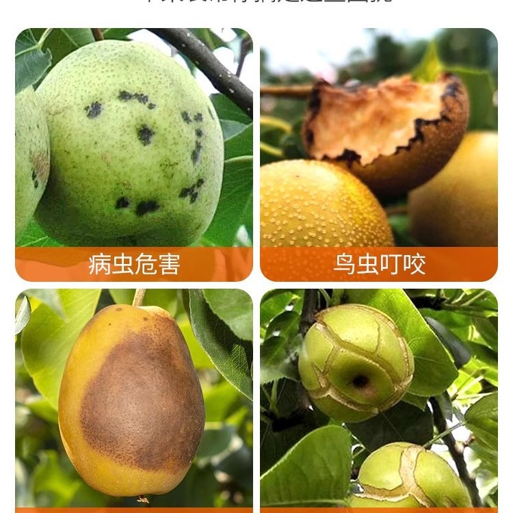 Special Bagging for Pears, Fruit Bags for Peaches and Mangoes, Waterproof, Insect-Proof, and Bird-Proof Fruit Tree Bags, Loquat Bags, Pear Bags, and Mango Bags