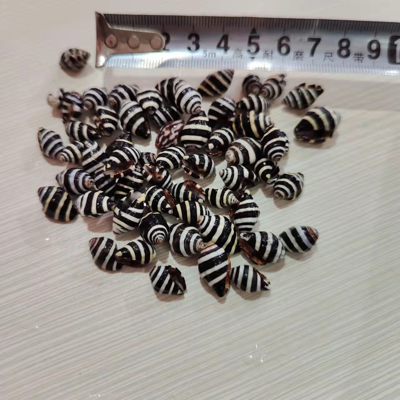 Striped Snail Millet Snail Natural Conch Shell 1cm Mediterranean Decoration Accessories Zebra Snail