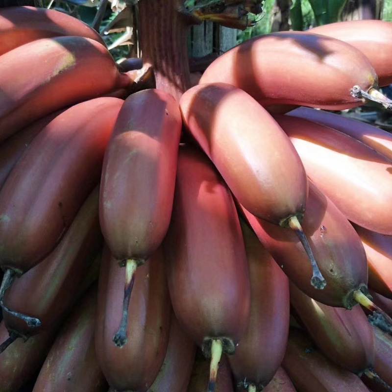 Banana Fujian Tulou Red Beauty Banana Fire Dragon Banana Fresh Fruit Sweet and Soft Glutinous Red Banana All Seasons