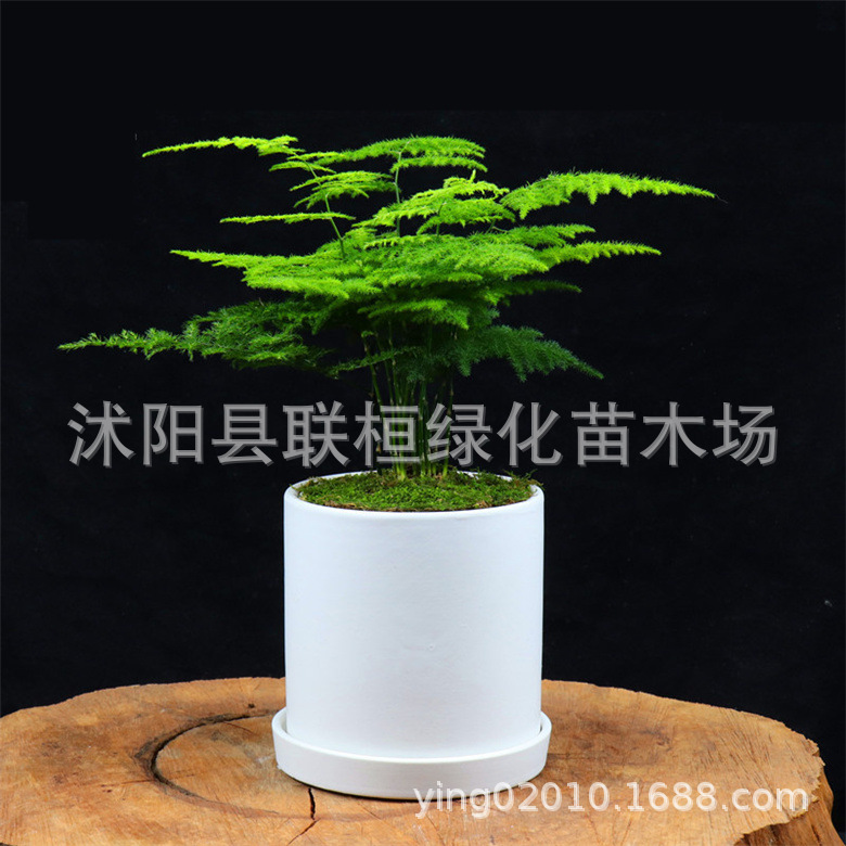 Grass Flower Seeds, Asparagus Seeds, Dwarf Asparagus Seeds, Potted Plant Seeds, Newly Picked Seeds, High Germination Rate