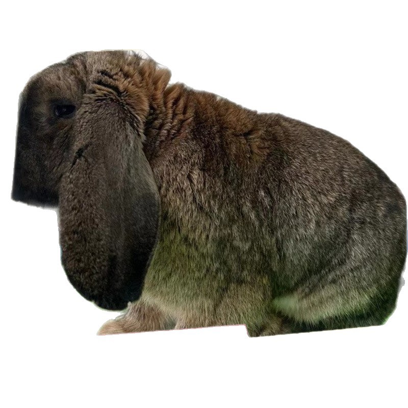 Hongxiang Supplies a Large Number of Live Rams and Rabbits at Preferential Prices. Large-Sized Lop-Eared Rams and Rabbits Are Wholesale for Ornamental Purposes