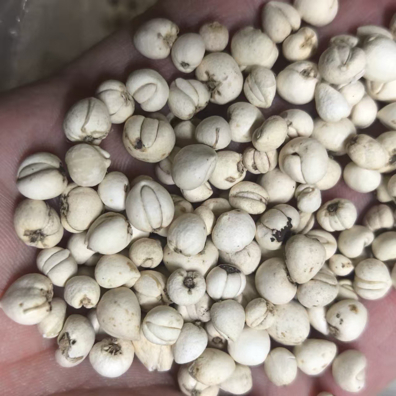 Qingchuan Fritillary Wild Aba Fritillary Pure Wild Picked Pine Fritillary Directly Sold from Origin 100g