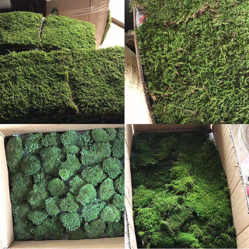 Короткий бархатный мох, большой серый мох, для ландшафта