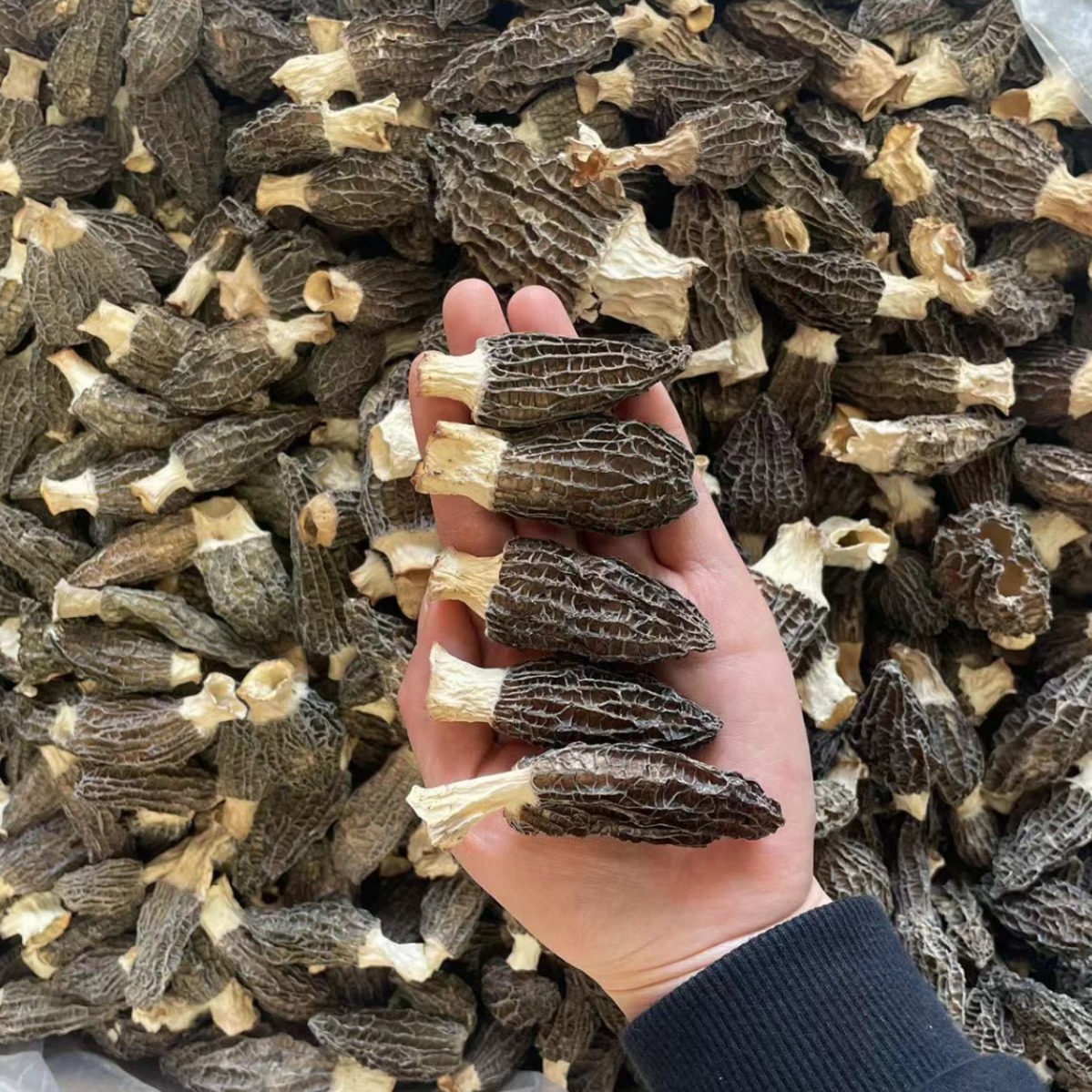 Morchella dry goods Yunnan morchella bulk edible first stubble field raw morchella dry goods wholesale
