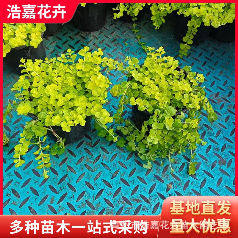 Golden Leaf Crossing Yellow Seedlings Are Perennial Ground Cover Plants That Are Evergreen and Easy to Maintain in All Seasons. Use Golden Leaf Crossing Yellow for May Day