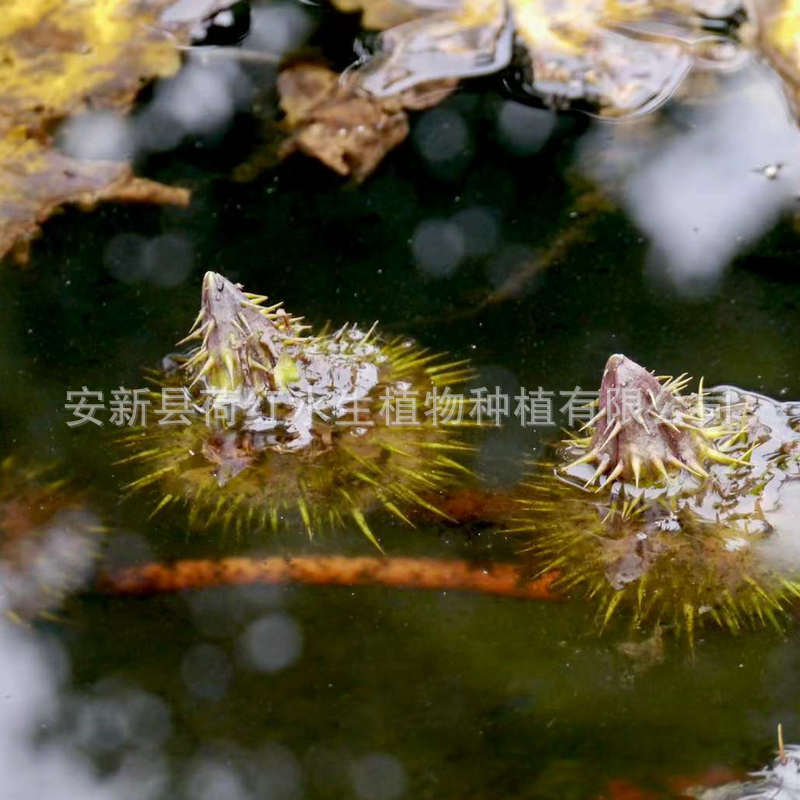 Base Wholesale Artificial Ecological Floating Island Biological Floating Bed Water Plant Planting Water Surface Wetland Greening Floating Water Plant