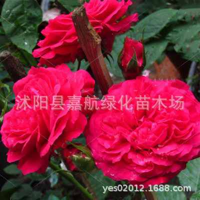 Rose Flower Seeds Climbing Rose Flower Seeds Bloom All Year Round Climbing Vines Climbing Flower Plants Flower Sea Landscape Flower Seeds