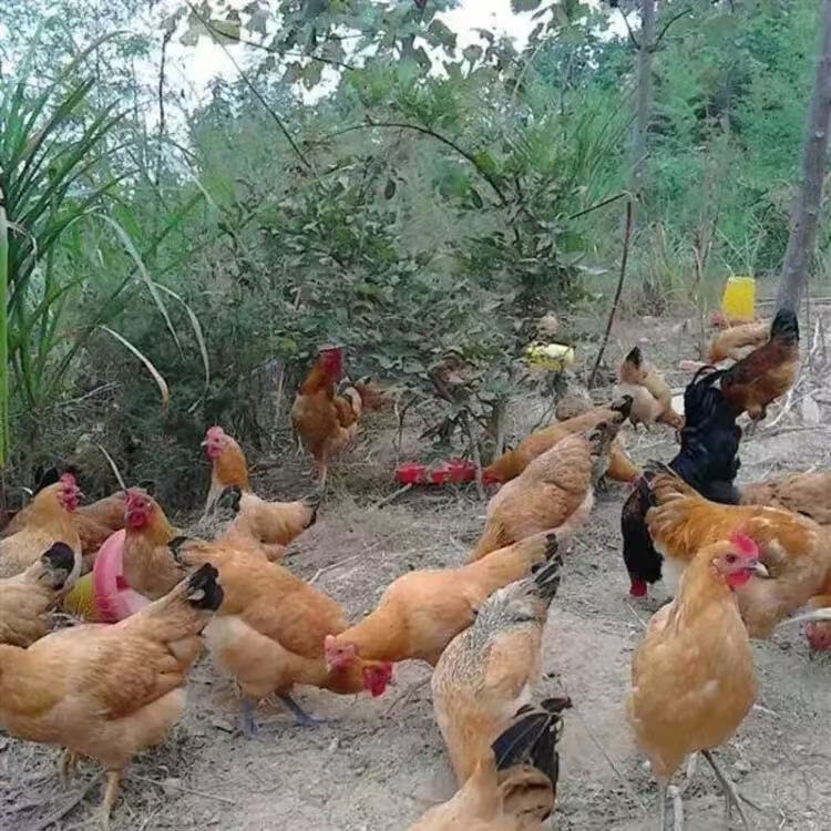 Mountain Chicken Eggs, Grass-Fed Chicken Eggs, Selenium-Rich Chicken Eggs, Cordyceps Chicken Eggs, Authentic Free-Range Chicken Eggs, Wholesale in Large Quantities