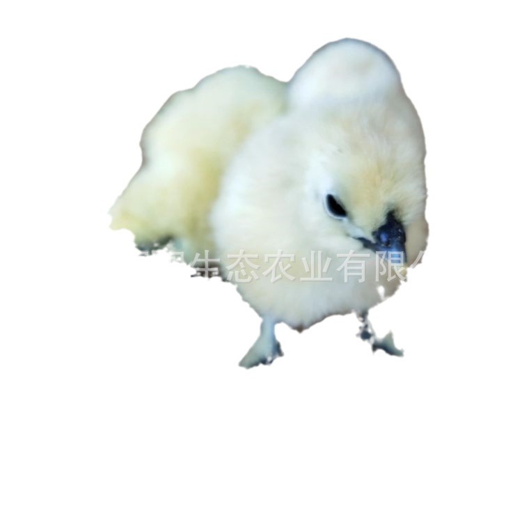 Chicken Seedlings Wholesale White Black-Bone Chicken Seedlings White Phoenix Black-Bone Chicken Bamboo Silk Chicken Taihe Black-Bone Chicken and Five Black-Bone Green Shell Egg Chicken Seedlings