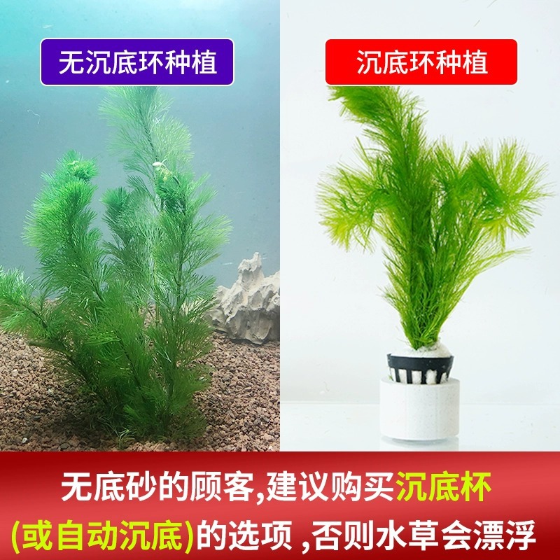 Purple lilac water grass plant real grass fish tank water grass landscape fish grass tank green plant novice lazy person fish Rear View Grass