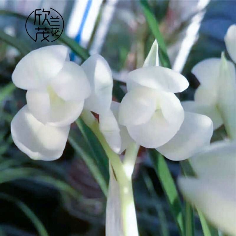 Spring Orchid, White Jade Lotus, Green Cloud, Indoor Potted Plant, Desk, Bedroom, Living Room, Tea Table, Strong Fragrance