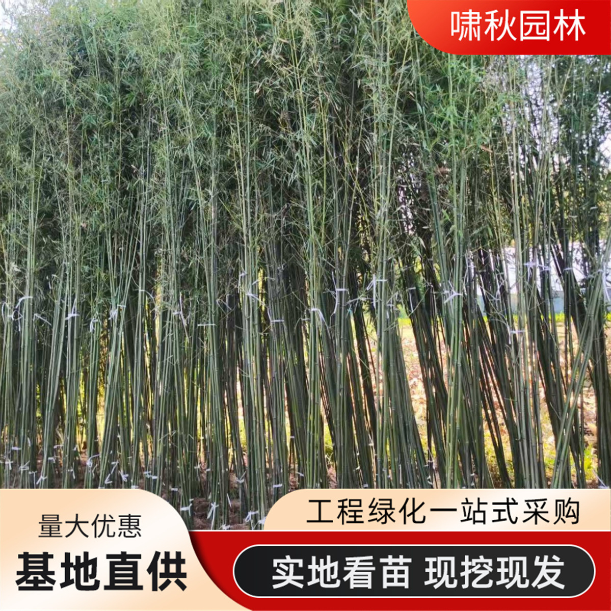 Green Bamboo Seedlings, Courtyard Cold-Resistant Bamboo Seedlings, Large Ornamental Bamboo Potted Plants, Evergreen Purple Bamboo, Golden Bamboo