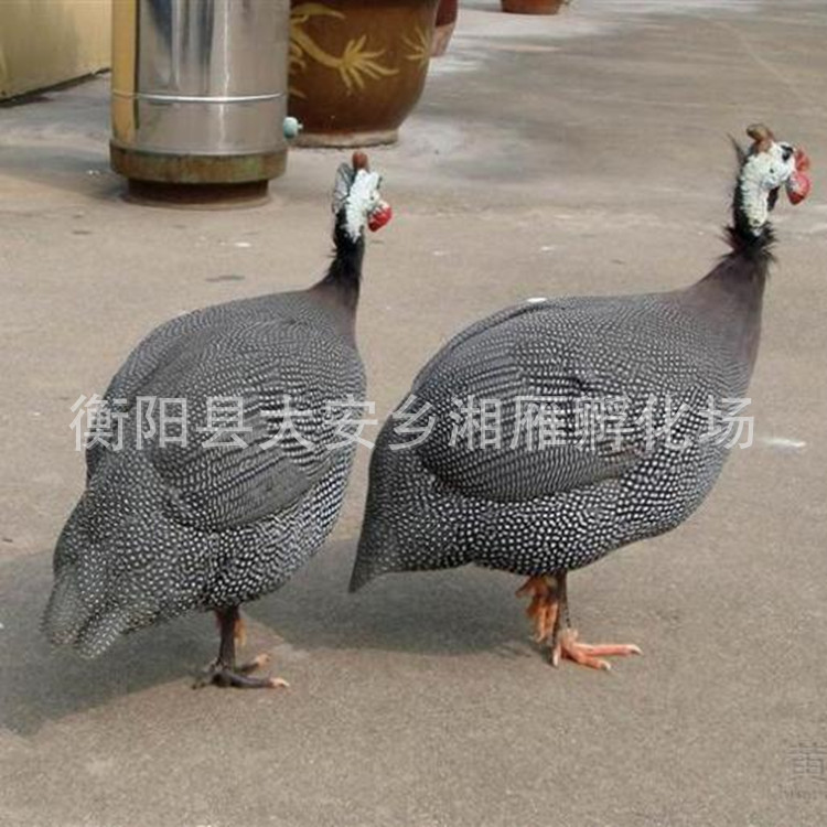 Фабрика инкубации цыплят перловой курицы оптом, разноцветные цыплята фазан, живые саженцы, оптовая продажа живых редких птиц, цыплята императорской наложницы