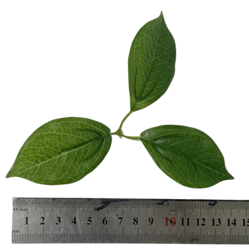 Simulation plant simulation lemon leaf fake leaf accessories film material factory direct sales