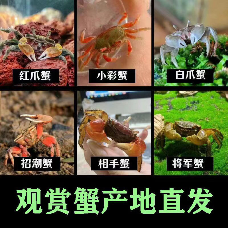 Watermelon Crab Couple Crab Hermit Crab Desktop Ornamental Crab Live Pet Crab Colorful Small Crab Wild Internet Celebrity Cute Pet