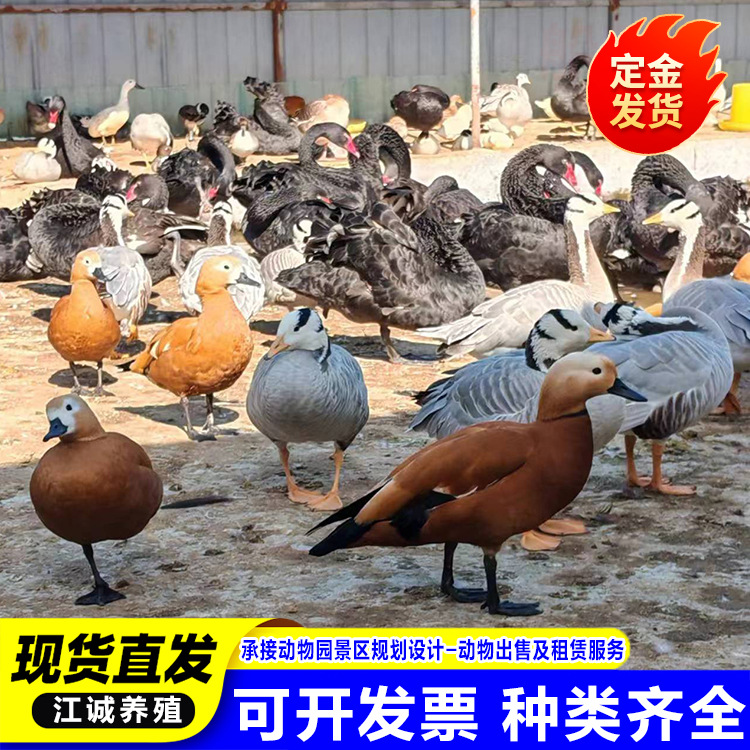 Where to Buy Waterfowl Red Ducks? How Much Do Adult Red Ducks Cost in the Ecological Garden?