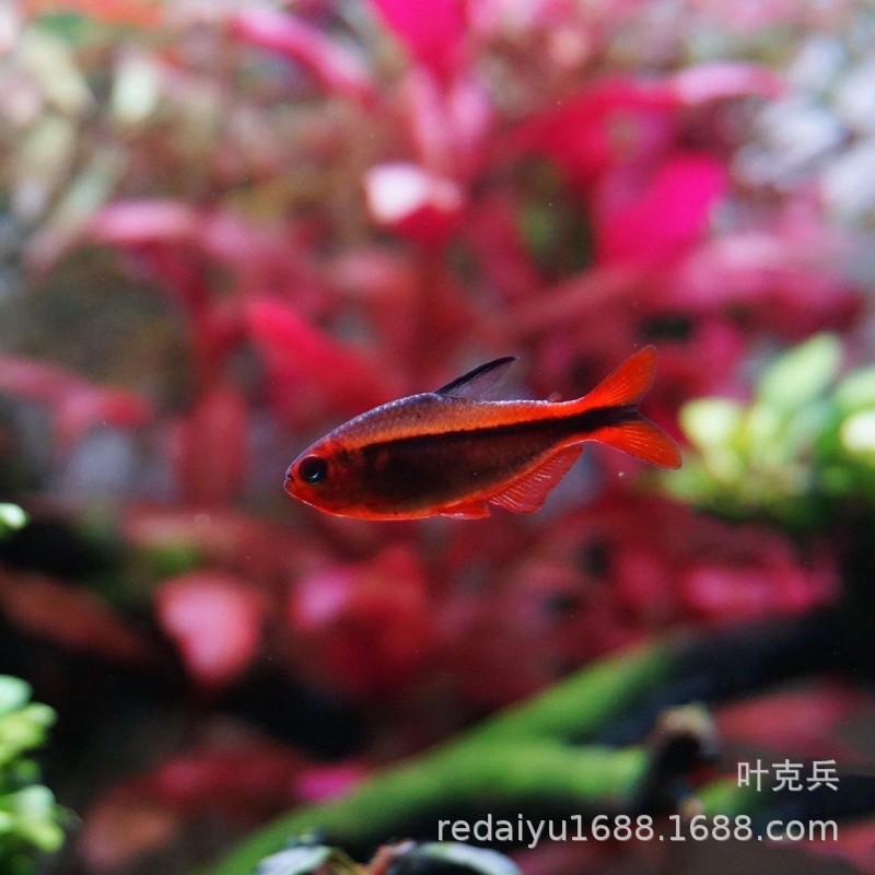 Shanghai Wholesale Fire Ant Lamp Red Fire Ant Devil Yellow Fire Ant Lamp Fish Live Tropical Ornamental Fish Small Fish Lamp Grass