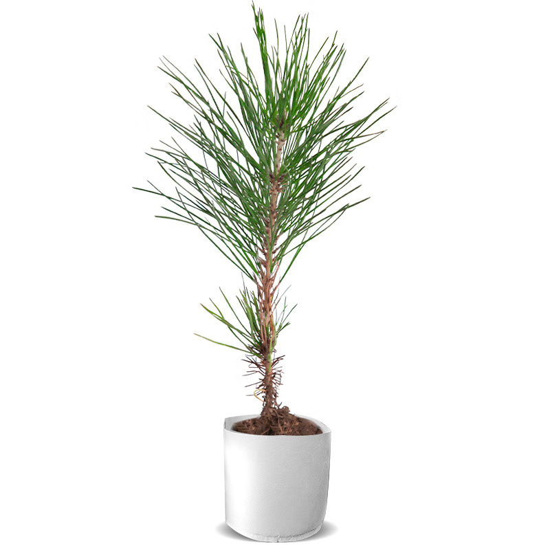 Black Pine Seedlings Miniature Bonsai Small Black Pine Shape Tree Stump Black Pine Large Bonsai Seedlings Shape Pine Five-Needle Pine Oil Pine Saplings