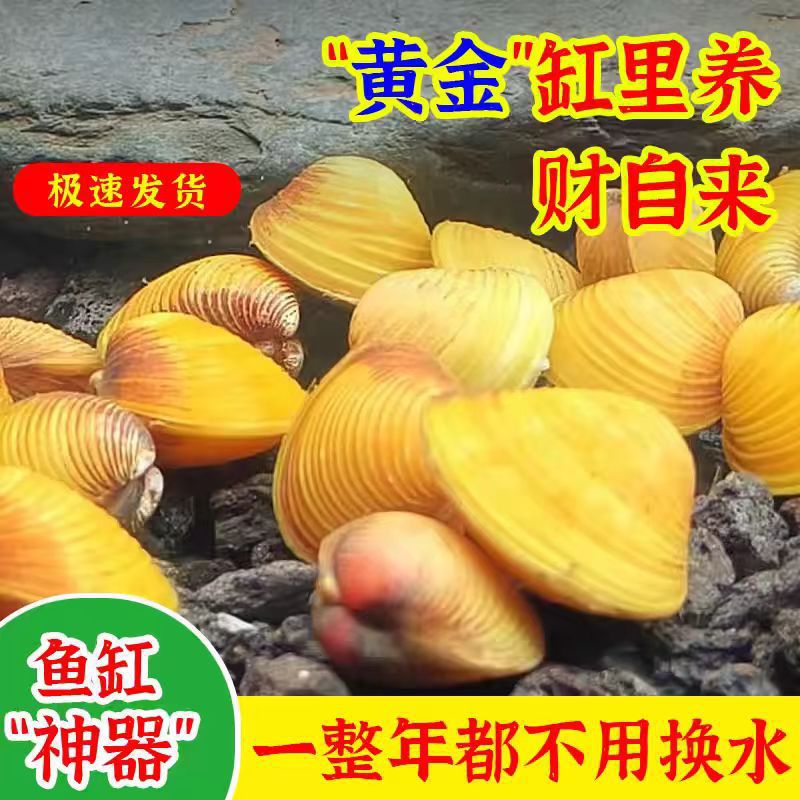 Gold Clam, River Clam, Small River Clam, Gold Snail Algae Remover, Clean Water for Aquariums, Fish Tank Cleaning with Fish Waste
