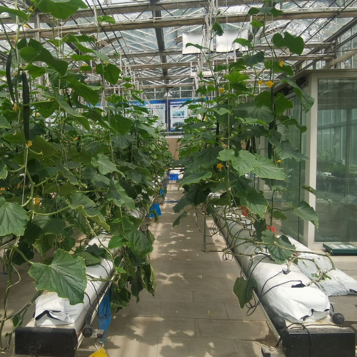 In-Stock Strawberry and Chili Planting Strips, Outer White Inner Black Shading and Fertilizer Retention Bags, Substrate Bags, Horizontal Planting Bags