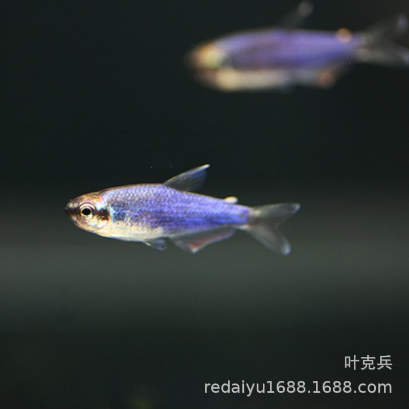 Shanghai tropical fish wholesale South American ornamental fish lamp fish super blue king lamp Super Blue Kerry