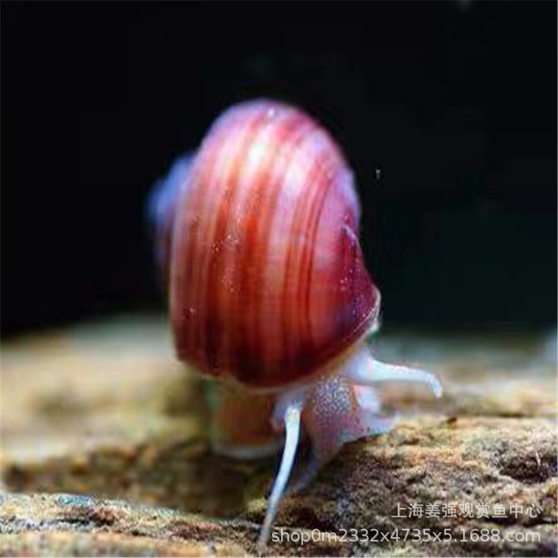 Apple Snail Fish Tank Grass Tank Tool Gold Algae Removal Ornamental Snail Aquarium Freshwater Pet Snail Live Wholesale