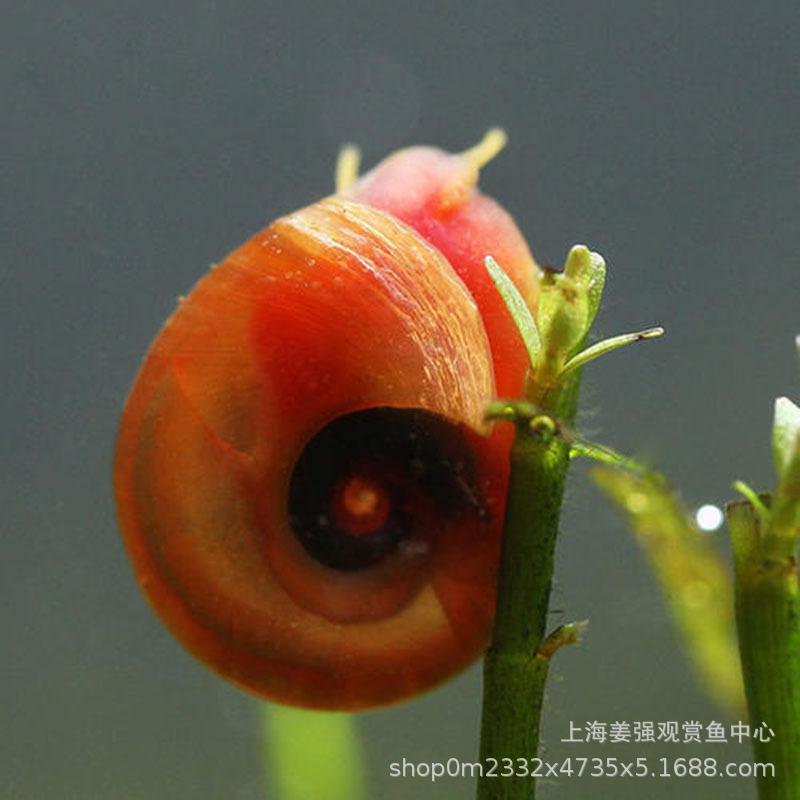 Apple Snail Fish Tank Grass Tank Tool Gold Algae Removal Ornamental Snail Aquarium Freshwater Pet Snail Live Wholesale