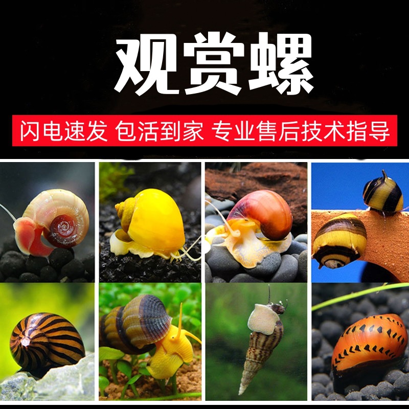 Улитка для удаления водорослей, черная алмазная улитка, малайская луковая улитка, зебровая улитка, арбузная улитка, пчелиная улитка, оптовая продажа питомцев