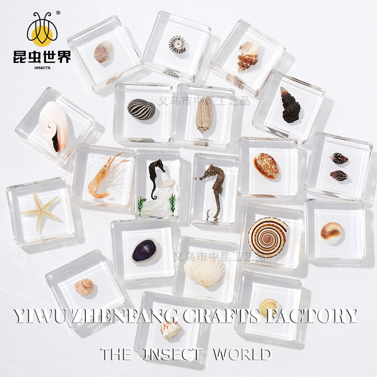 Zhenfang Ремесло Фабрика Морская Жизнь Раковина Экспонат Образец Рисование Прототип Научное Обучение Модель Морская Наука