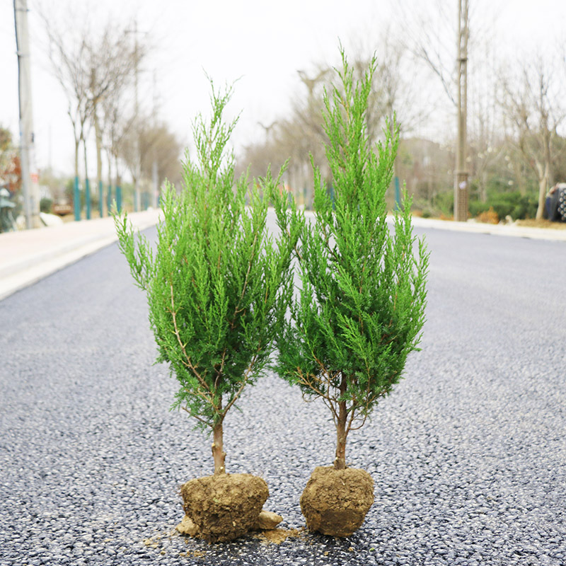 Tasong Cemetery Pine Saplings, Grave Pine Cypress, Tamarack, Cypress, Cypress, Thuja, Pagoda Pine, Qingming Pine