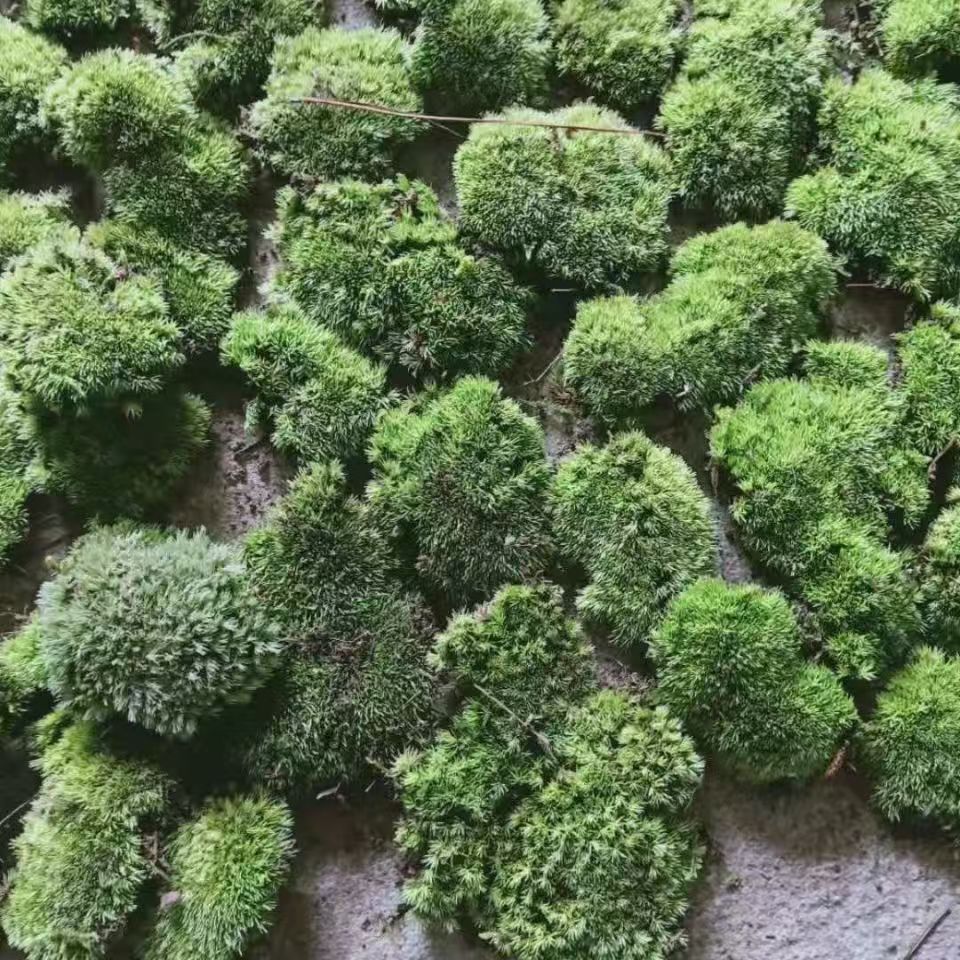 Micro Landscape Moss White Hair Moss Feather Moss Large Gray Moss Star Moss DIY 11*8 Boxed Wholesale Price Per Box