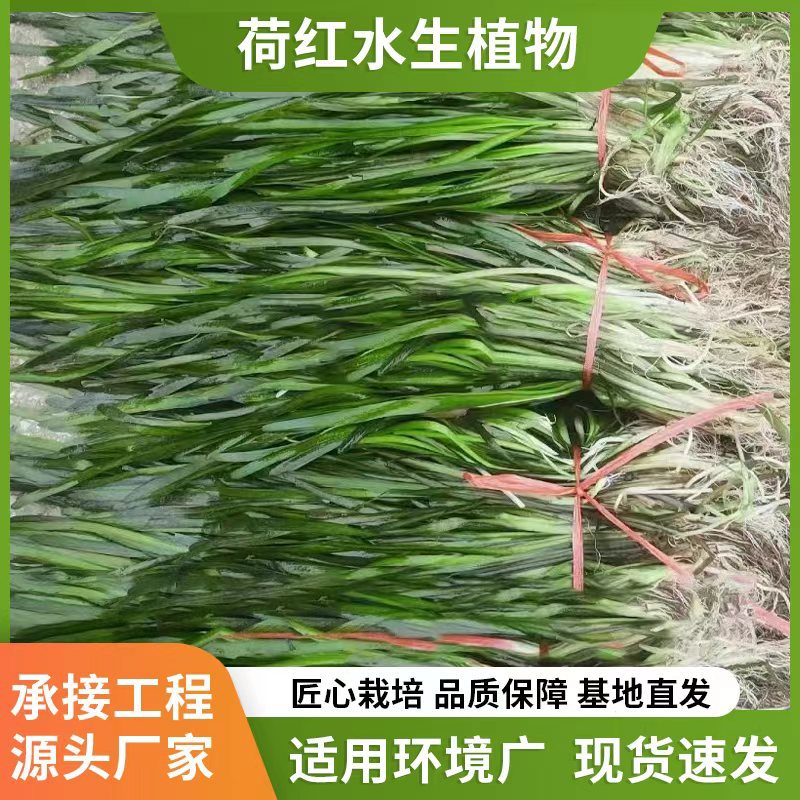 Wholesale Submersible Plant Combination, Micro-Toothed Waterweed, Bitter Grass and Black Algae Treatment of Eutrophic Water Bodies Including Planting Plan