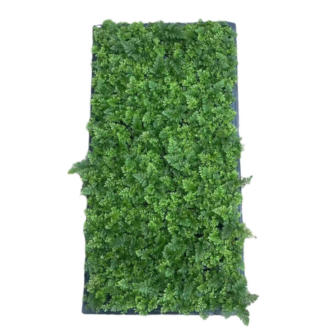 Micro-Landscape Wolf Tail Fern, Dense Leaf Hydroponic Fern, Shade-Tolerant Living Room, Indoor and Outdoor Hanging, Easy to Maintain, Evergreen All Year Round