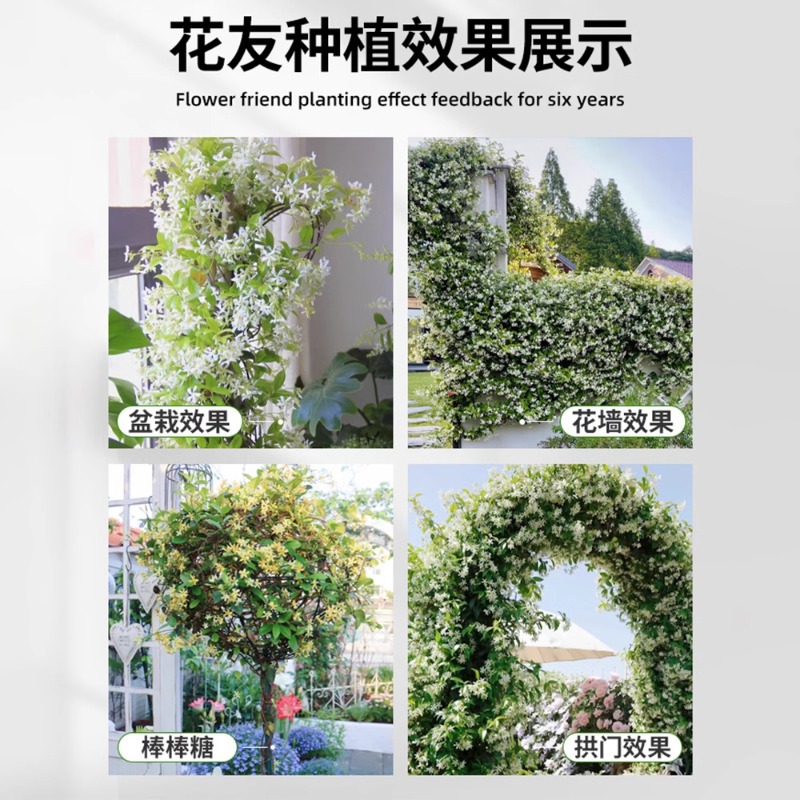 Windmill Jasmine Potted Big Seedling Good for Feeding Cold-resistant Four Seasons Flowering Garden Vine Weeping Silk Climbing Vine Plants Flowers Green Plants