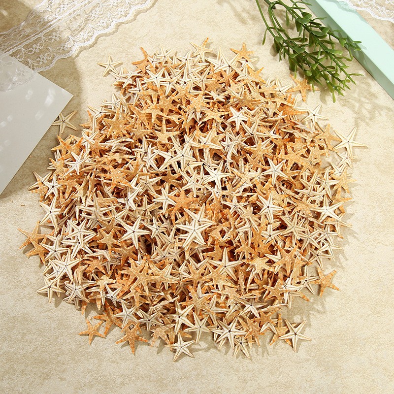 Hot sale natural starfish shell large conch micro landscape decoration hanging decoration photo frame candle crafts