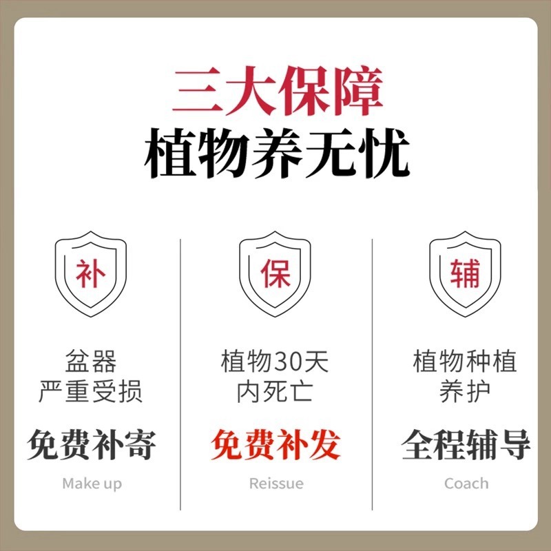 Fresh Bergamot Fruit, Fresh Bergamot Cut with Branches, Indoor Ornaments, Ornamental Flowers, Edible Flower Pots