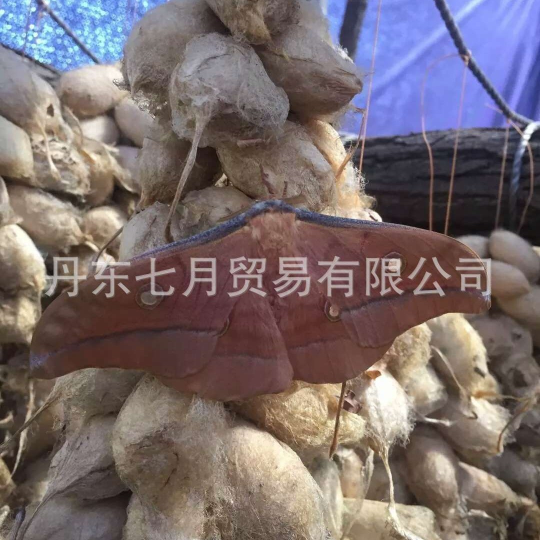 △ 【Butterfly from the Cocoon】Northeast Farmhouse Tussah Moth (Dried Product) 5g Special