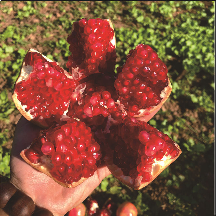 Whole Box of Fresh Tunisian Soft Seed Pomegranates, Large Fruit, Wholesale Fruit from the Place of Origin