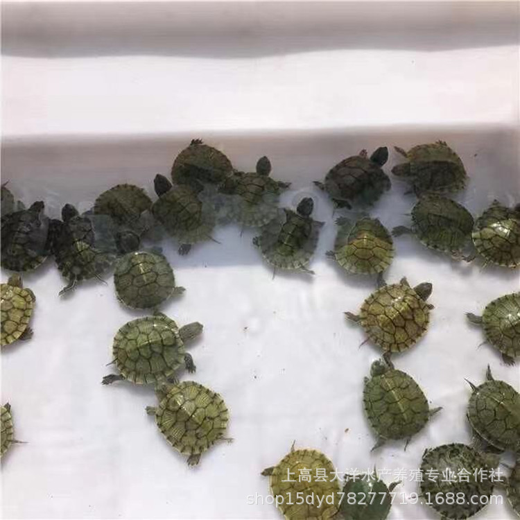 Small Brazilian tortoise pet turtle living creature red-eared turtle water turtle stall wholesale big turtle golden turtle seedlings