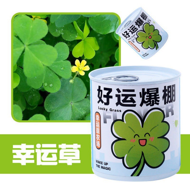 Can Desktop Small Potted Plant Blind Box Kidsren's Green Plant Seeds Primary School Students Award Variety Plant Planting Box