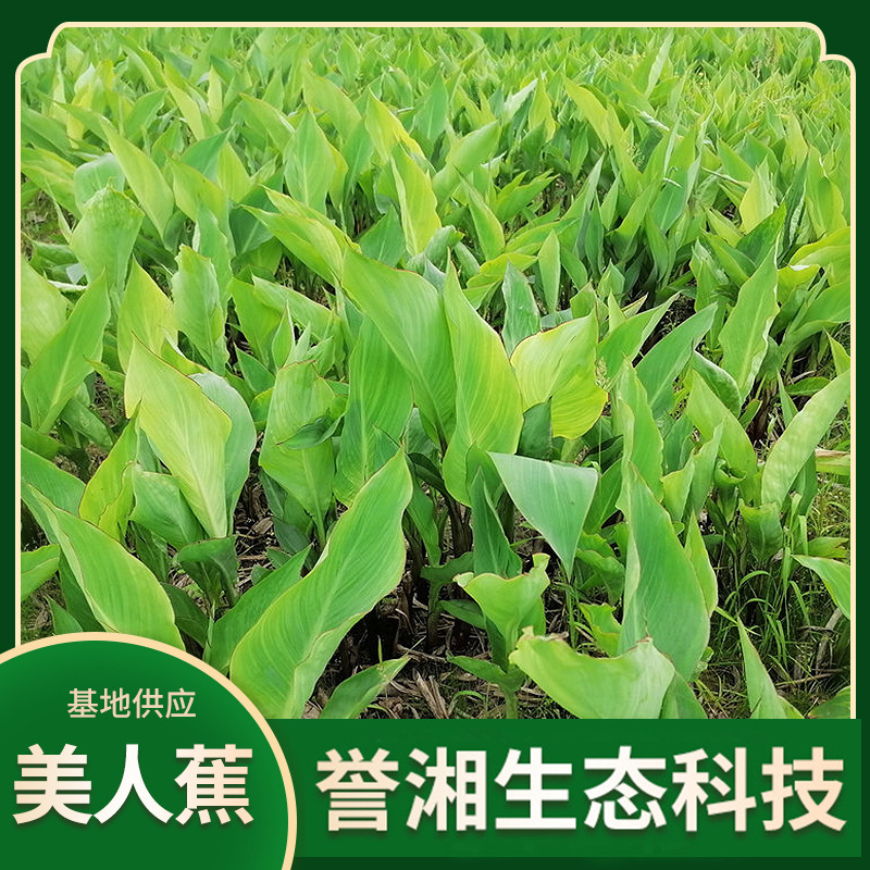 Канна желтая и розовая, оптовая продажа для ландшафтного проектирования